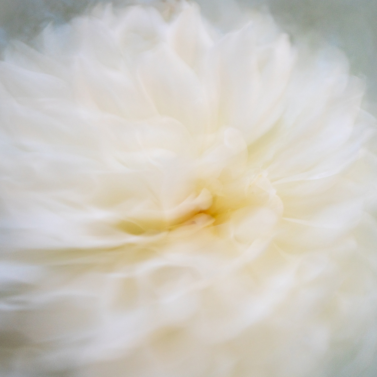 Deb Achak: White Dahlia (no. 1), 2020, Digital archival fine art print, available in various sizes