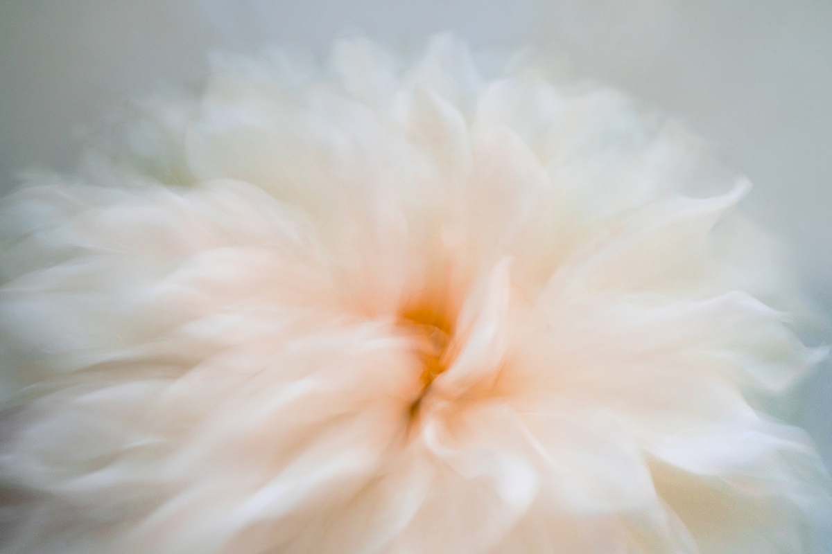 Deb Achak: White Dahlia (no. 3), 2020, Digital archival fine art print, available in various sizes