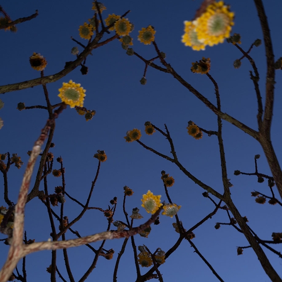 (19284) Edgeworthia Blossoms -- Deb Achak