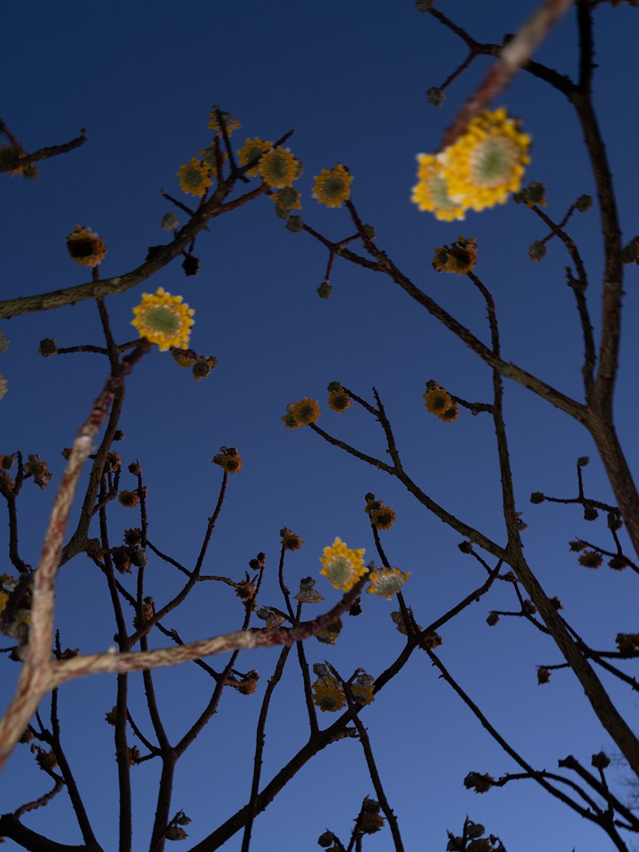 Deb Achak, Edgeworthia Blossoms, 2025, Archival pigment print, Available in various sizes