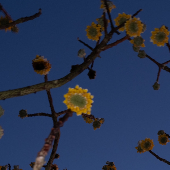 Detail of 'Edgeworthia Blossoms'