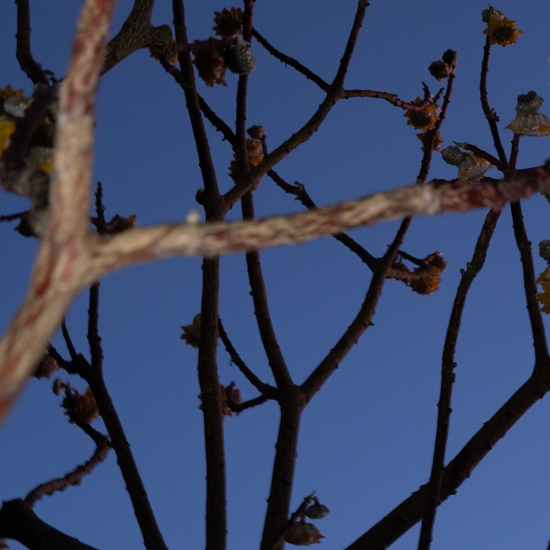 Detail of 'Edgeworthia Blossoms'