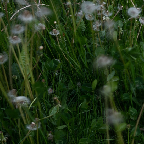 Detail of 'Fallen Nest in the Dandelions'