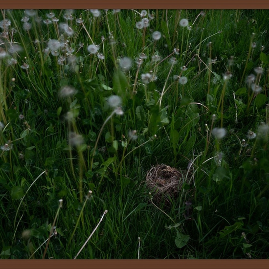 (10249) Fallen Nest In The Dandelions (Framed) -- Deb Achak