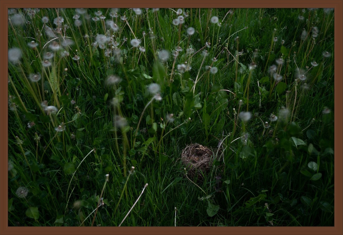 Deb Achak: Fallen Nest In The Dandelions, 2021, Archival pigment print, 20 x 30 inches (framed dimensions: 21.5 x 31.5 x 2 inches), available in other sizes