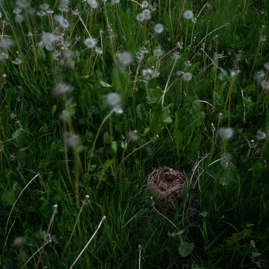 Deb Achak: Fallen Nest in the Dandelions, 2021, Archival pigment print, Available in various sizes