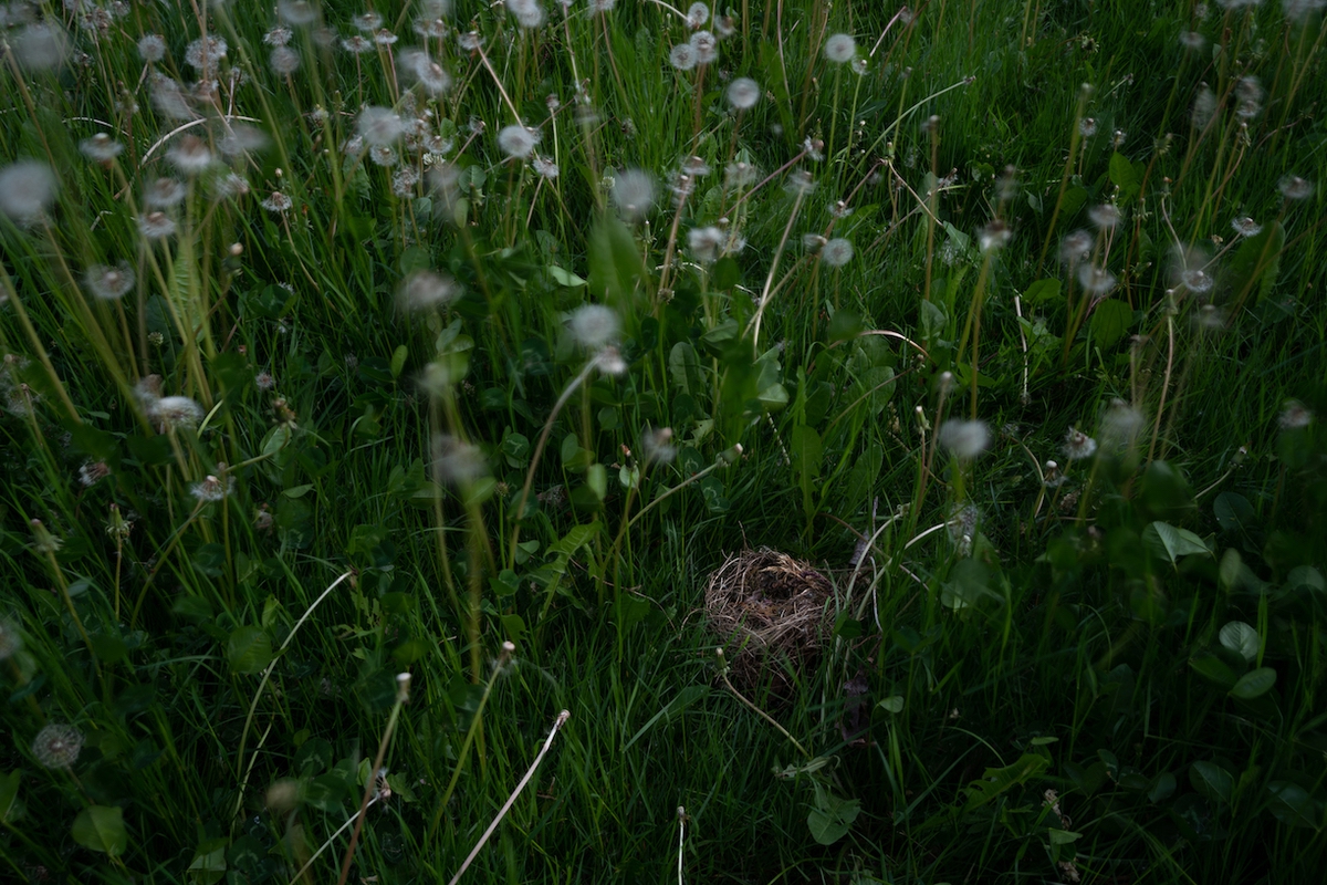 Deb Achak: Fallen Nest in the Dandelions, 2021, Archival pigment print, Available in various sizes