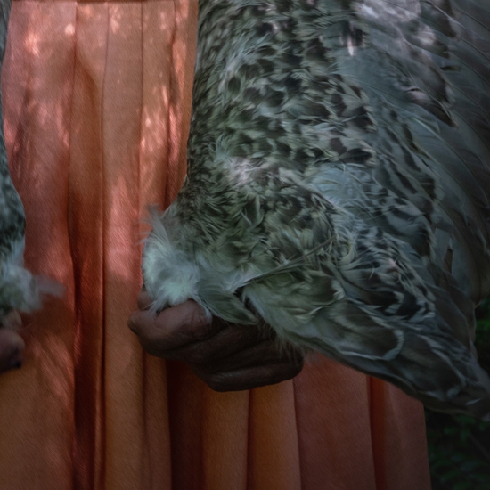 Detail of 'Gull Wings'