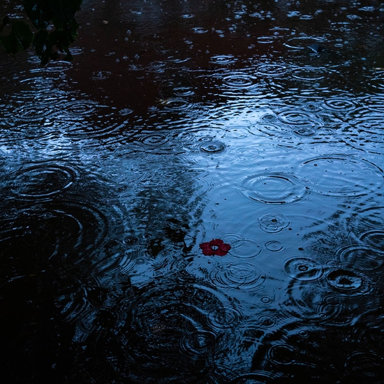(19285) Hibiscus, Floating -- Deb Achak