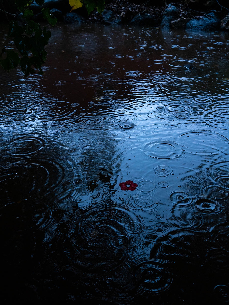 Deb Achak, Hibiscus, Floating, 2021, Archival pigment print, Available in various sizes