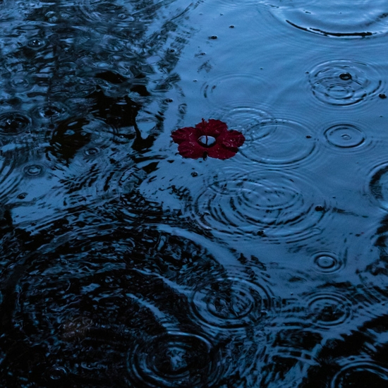 Detail of 'Hibiscus, Floating'