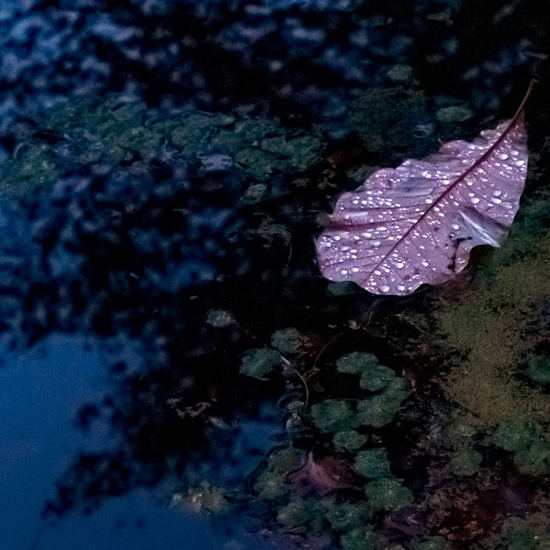 Detail of 'Leaves Floating'