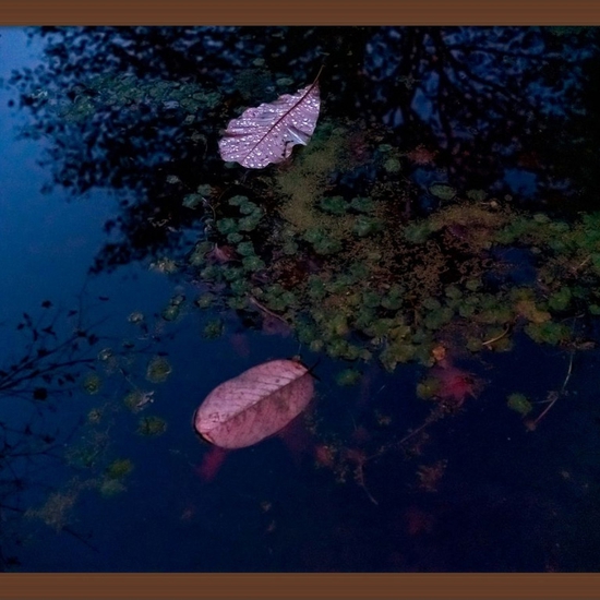 (10246) Leaves Floating (Framed) -- Deb Achak