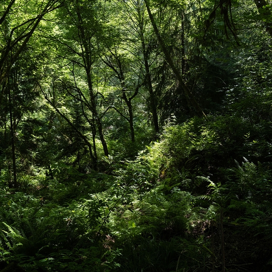 (19286) Maple, Alder, Fern -- Deb Achak