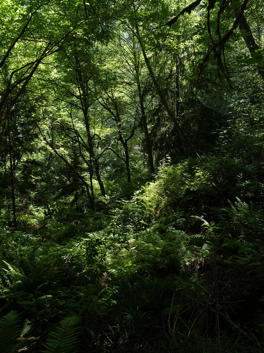 Deb Achak, Maple, Alder, Fern, 2026, Archival pigment print, Available in various sizes