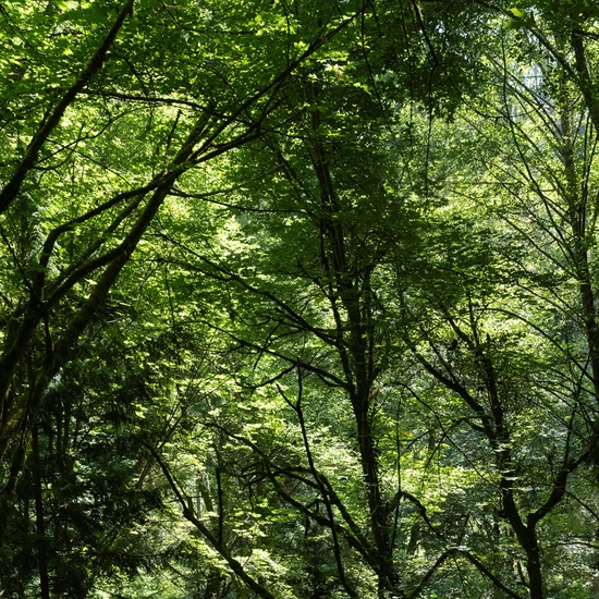 Detail of 'Maple, Alder, Fern'