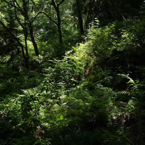 Detail of 'Maple, Alder, Fern'