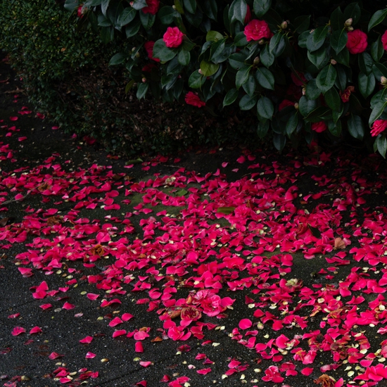 Detail of 'Sidewalk Petals'