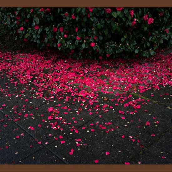 (10244) Sidewalk Petals (Framed) -- Deb Achak