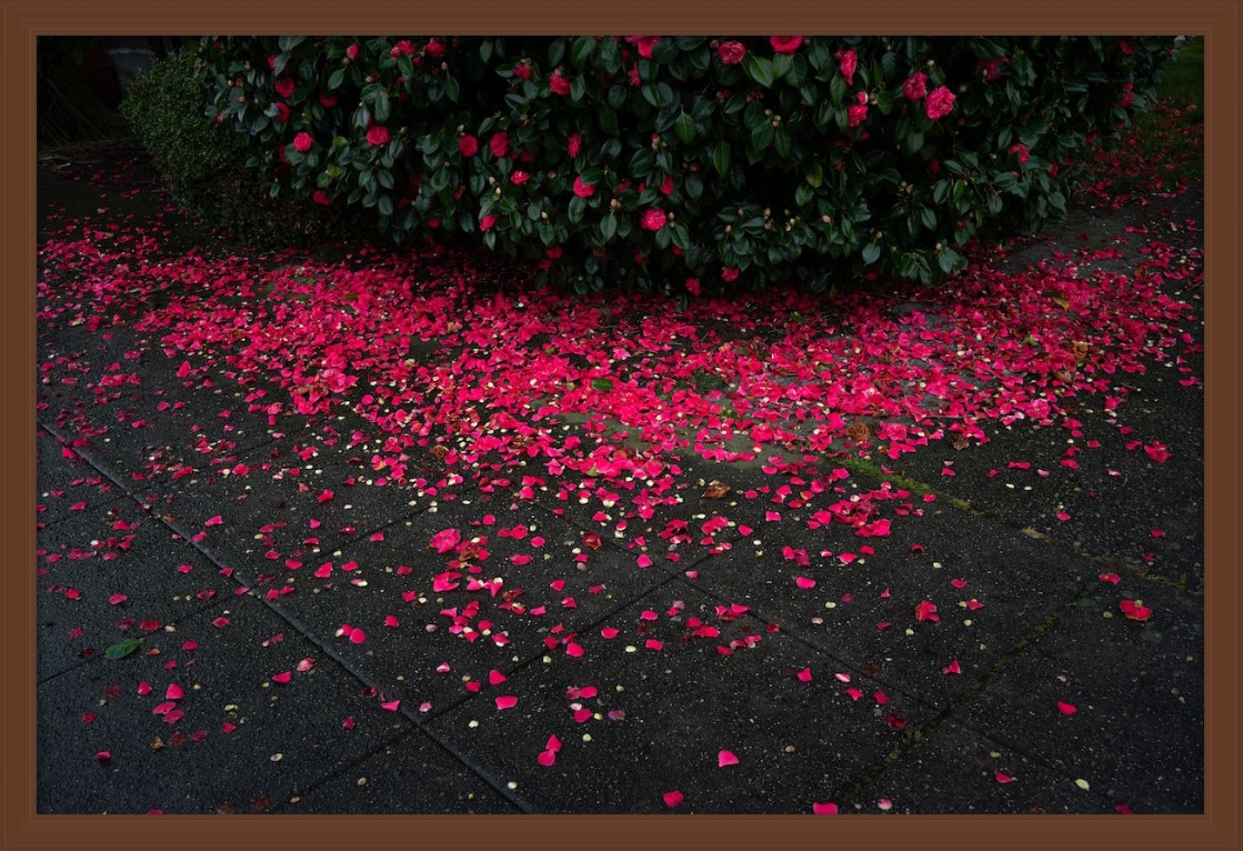 Deb Achak: Sidewalk Petals, 2021, Archival pigment print, 16 x 24 inches (framed dimensions: 17.5 x 25.5 x 2 inches), available in other sizes