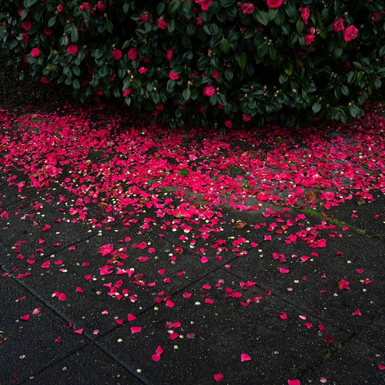Deb Achak: Sidewalk Petals, 2021, Archival pigment print, Available in various sizes