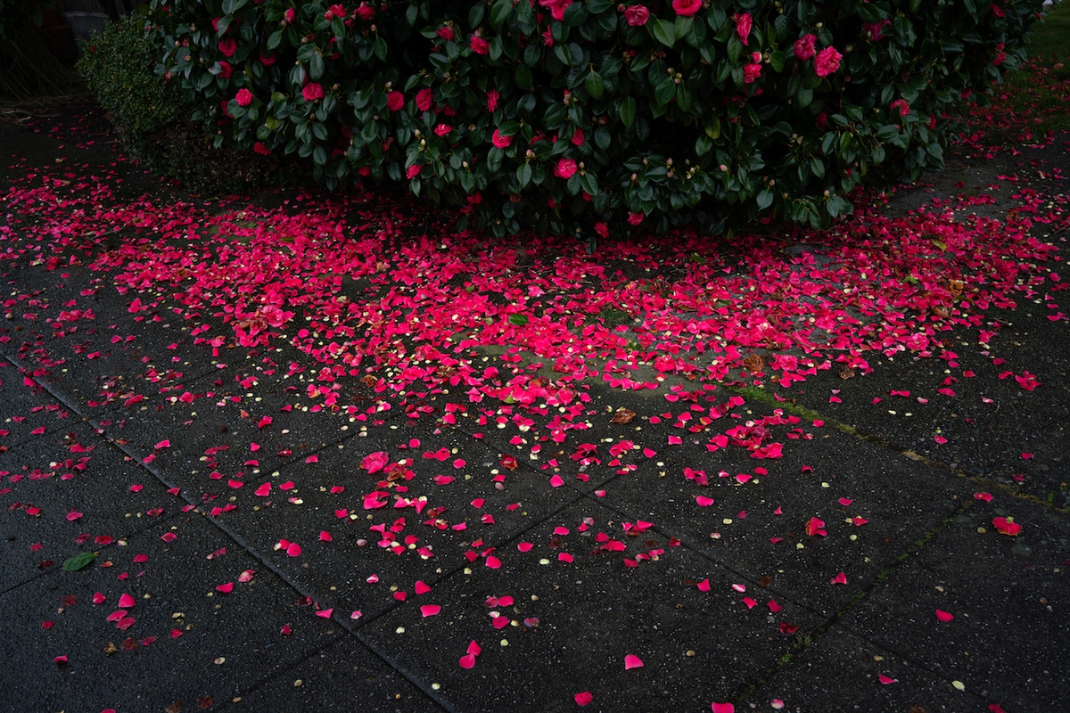 Deb Achak: Sidewalk Petals, 2021, Archival pigment print, Available in various sizes