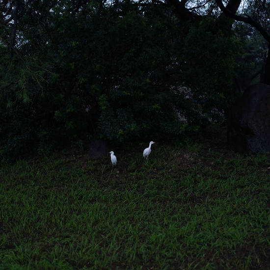 (18234) Two Egrets -- Deb Achak
