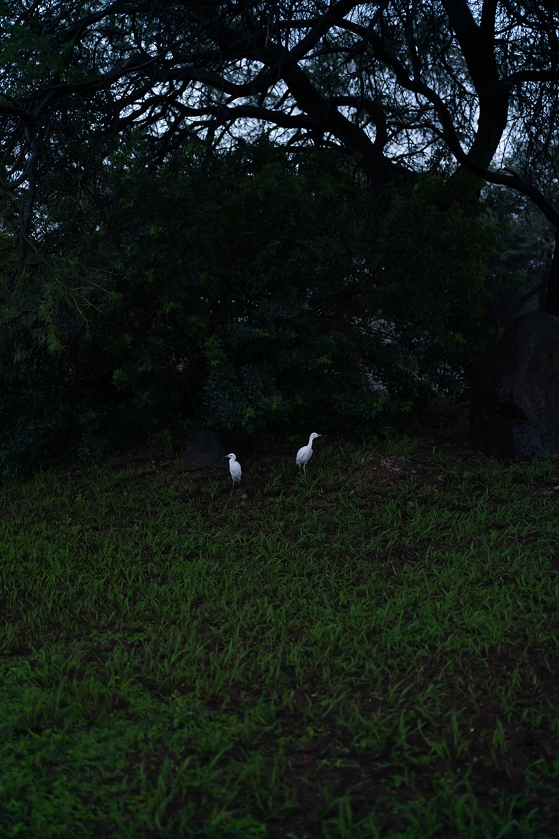 Deb Achak, Two Egrets, 2021, Fine art archival print, Available in various sizes
