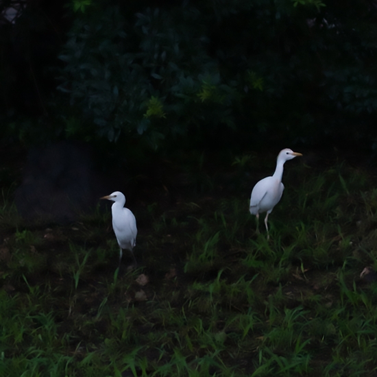Detail of 'Two Egrets'