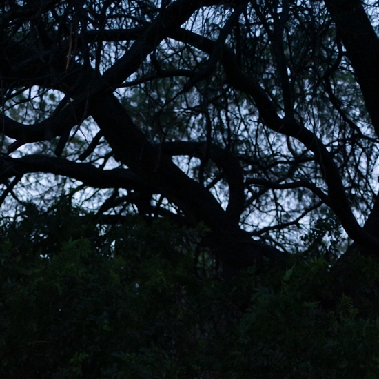 Detail of 'Two Egrets'