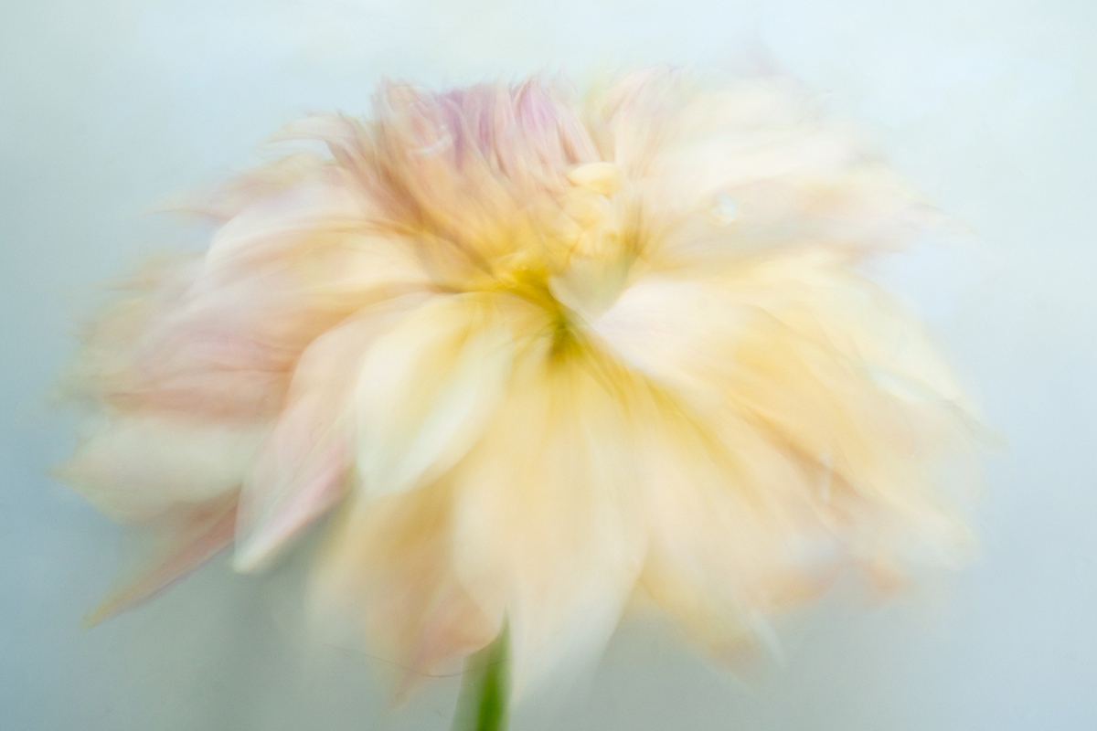 Deb Achak: Yellow Dahlia (no.1), 2020, Digital archival fine art print, available in various sizes
