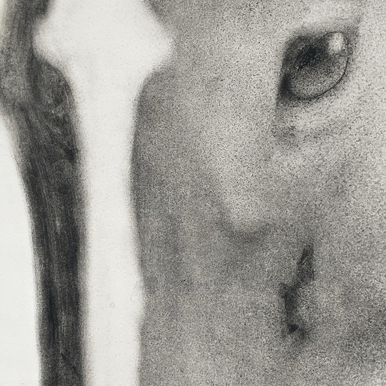 Detail of 'Untitled (Horse Head)'