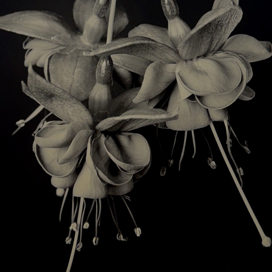 Detail of 'Fuchsia (TB#720)'