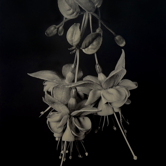 Tom Baril, Fuchsia (TB #720), 2001, Silver gelatin print, Edition 10 of 15, Image size 23.25 x 18.25 inches, Paper size 26 x 20 inches