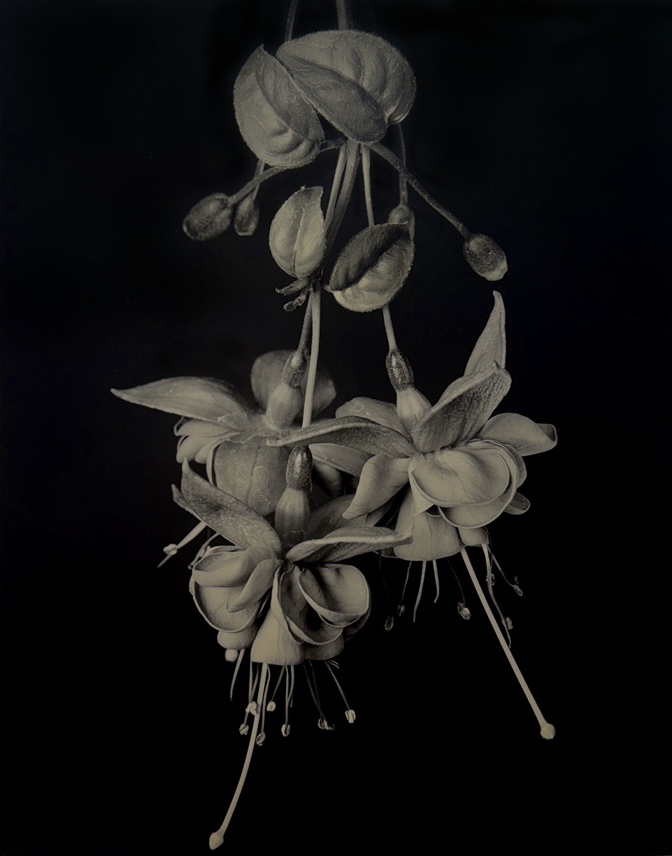 Tom Baril, Fuchsia (TB #720), 2001, Silver gelatin print, Edition 10 of 15, Image size 23.25 x 18.25 inches, Paper size 26 x 20 inches