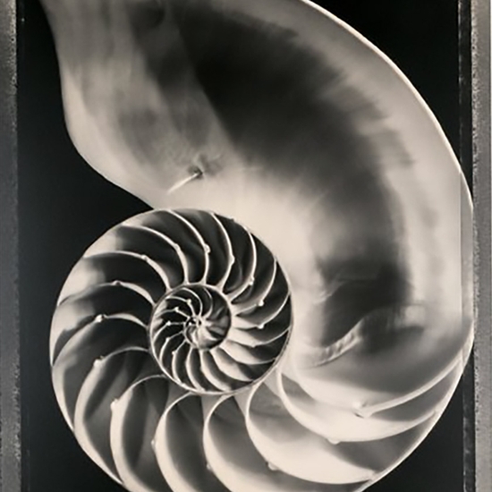 Tom Baril, Nautilus Shell (TB #367), 1994, Gelatin silver print, Edition 1 of 15, Image size 23.25 x 18.25 inches, Framed size 35 x 29.5 x 1 inches