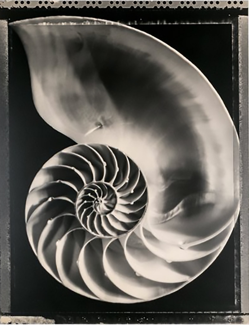 Tom Baril, Nautilus Shell (TB #367), 1994, Gelatin silver print, Edition 1 of 15, Image size 23.25 x 18.25 inches, Framed size 35 x 29.5 x 1 inches