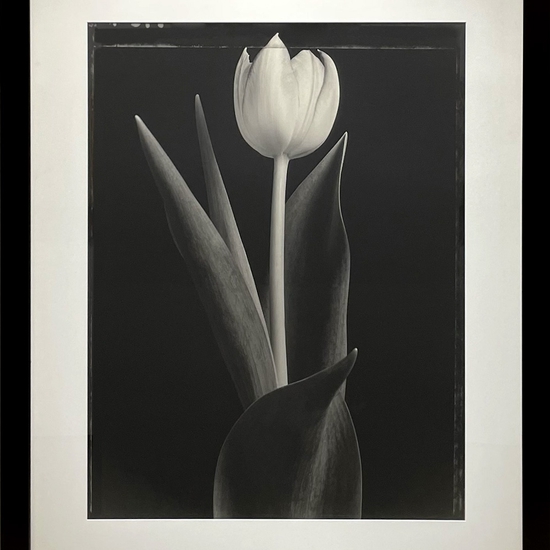 (9009) Tulip Single (TB #458A) -- Tom Baril