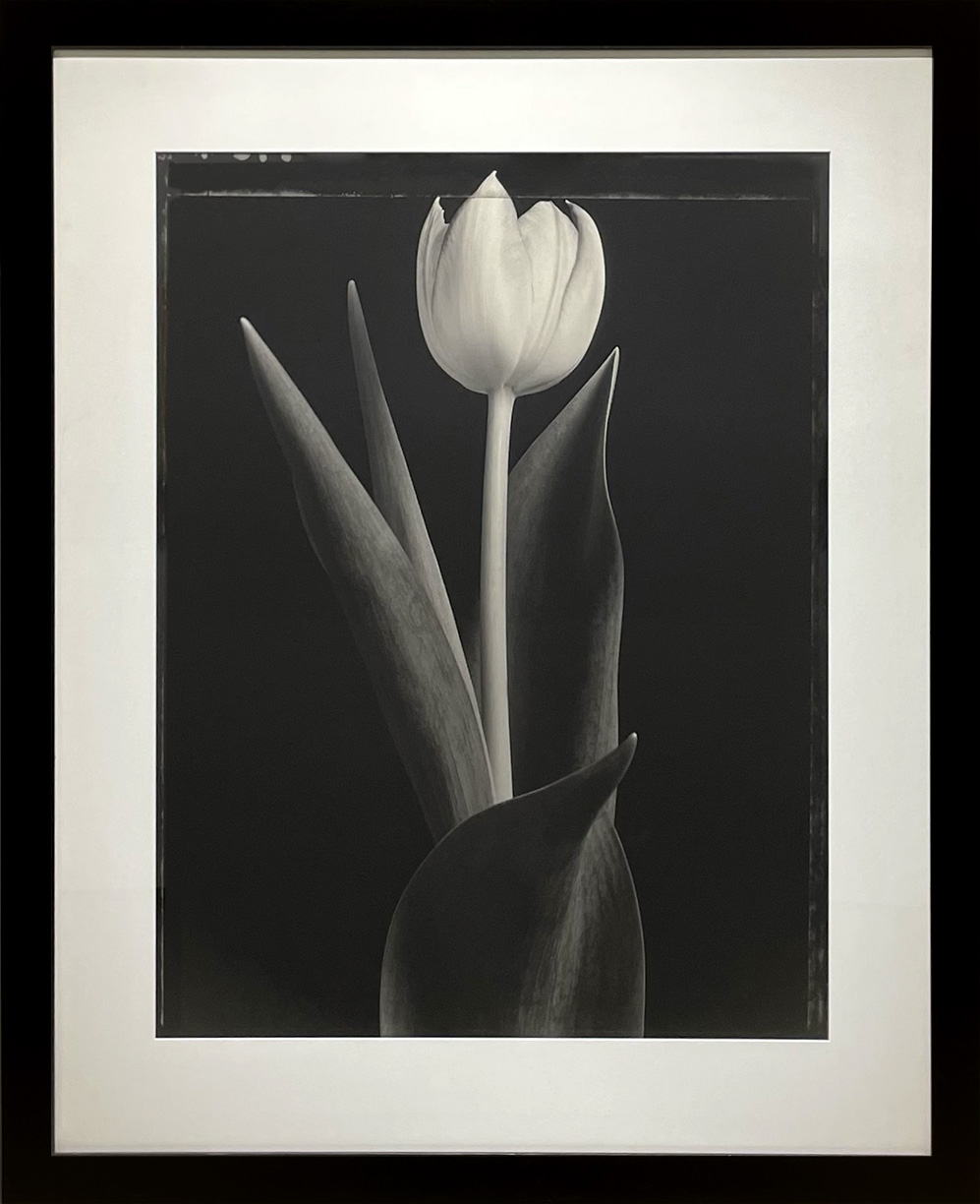 Tom Baril, Tulip Single (TB #458A), 1995, Silver gelatin print, Edition 1 of 10, 34 x 25.75 inches, Framed dimensions 45.25 x 37 x 1 inches