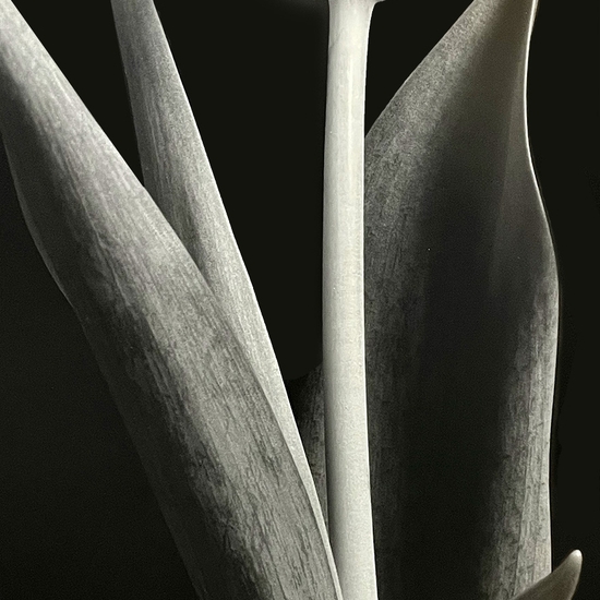 Detail of 'Tulip Single (TB#458A)'