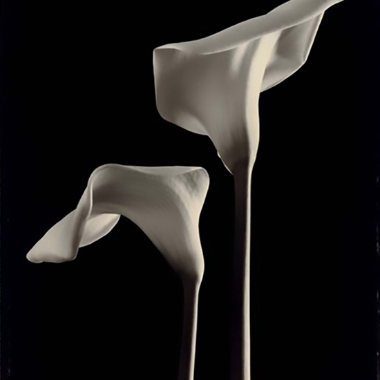 Tom Baril, Two Callas (#568), 1998, Tone gelatin silver print, 23 x 18 inches, Edition 8/25