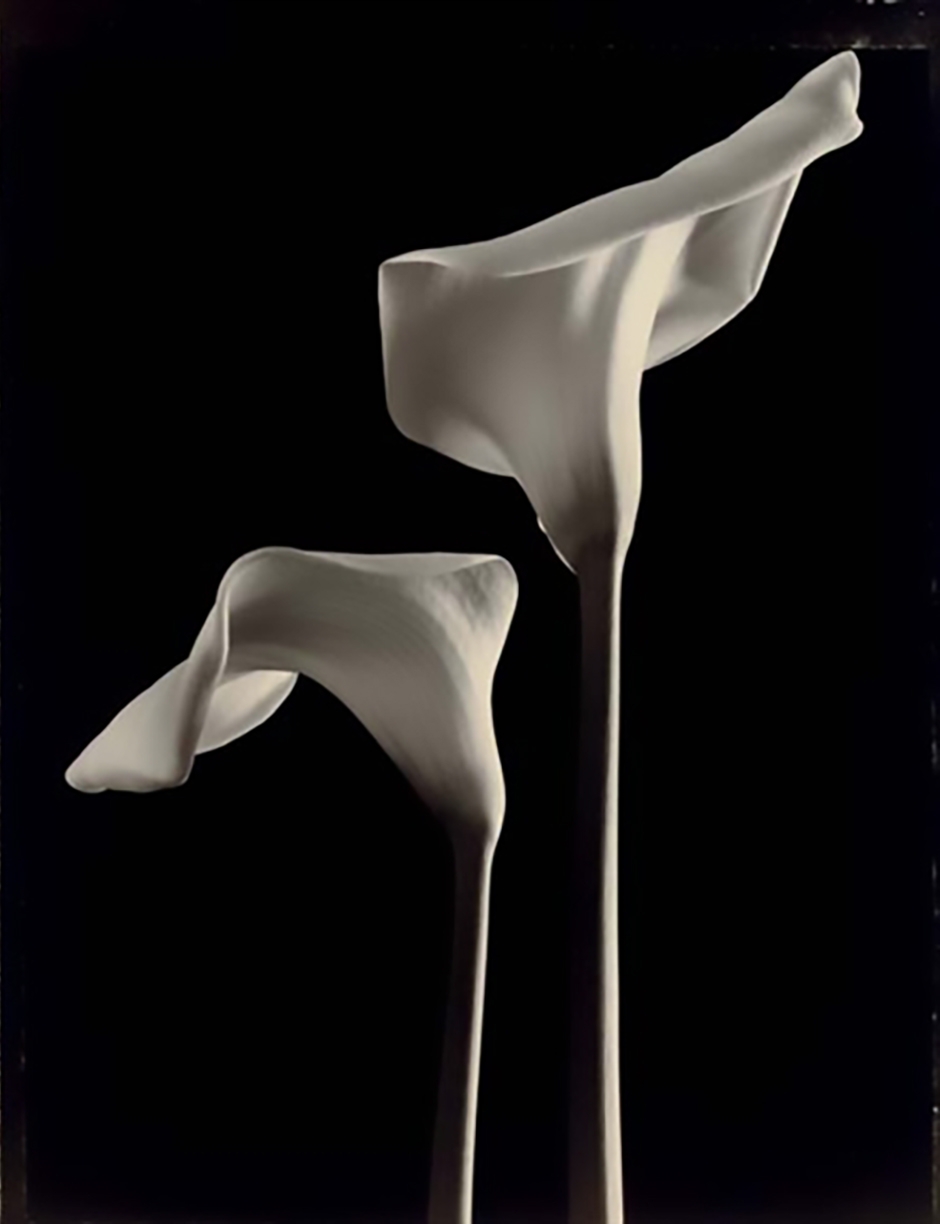 Tom Baril, Two Callas (#568), 1998, Tone gelatin silver print, 23 x 18 inches, Edition 8/25