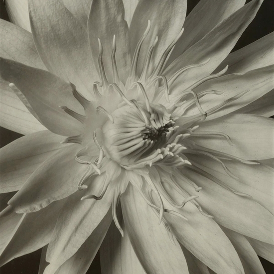 Tom Baril, Water Lily (TB #479), 1996, Silver gelatin print, Edition 4 of 25, Image size 23.25 x 18.25 inches, Framed size 33 x 27.5 inches