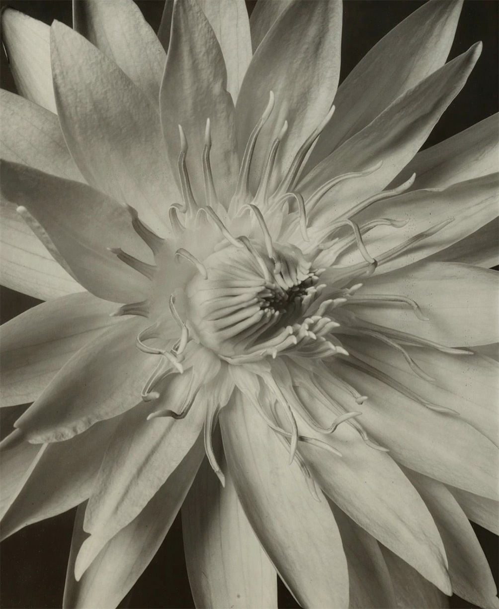 Tom Baril, Water Lily (TB #479), 1996, Silver gelatin print, Edition 4 of 25, Image size 23.25 x 18.25 inches, Framed size 33 x 27.5 inches