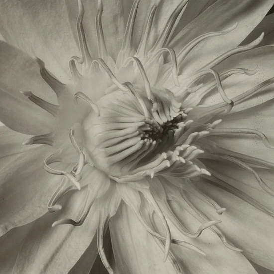 Detail of 'Water Lily (TB #479)'
