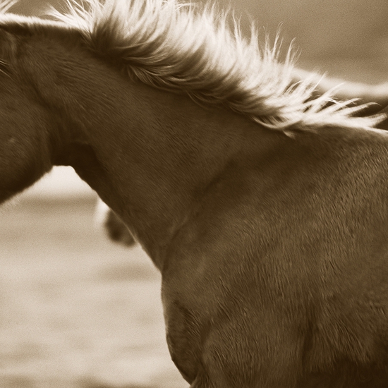 Bland Horse