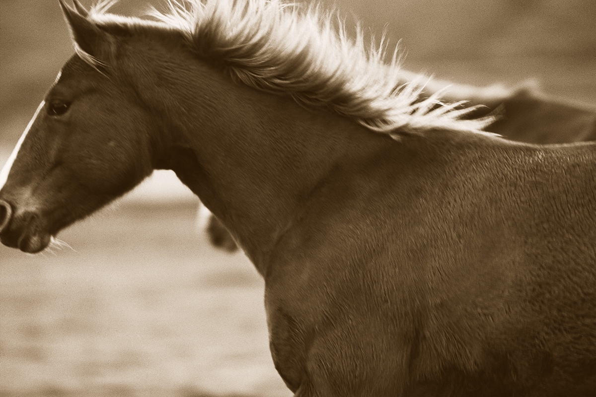 Jules Frazier: Bland Horse, 2011, Fine art archival print, 20 x 30 and 34 x 51 inches
