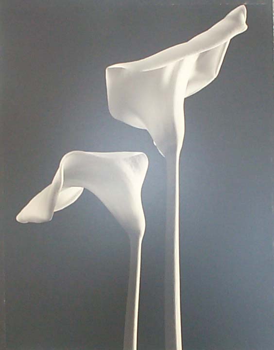 Tom Baril: Two Callas (#568), 1998, Tone gelatin silver print, 23 x 18 inches, Edition 8/25