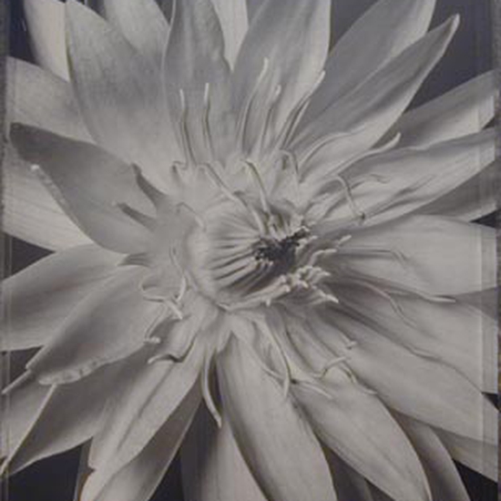 (9010) Water Lily (TB #479) -- Tom Baril