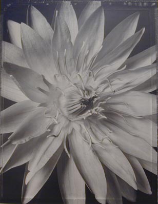 Tom Baril: Water Lily (TB #479), 1996, Silver gelatin print, Edition 4/25, 23 x 18 inches (framed dimensions: 33 x 27.5 inches)